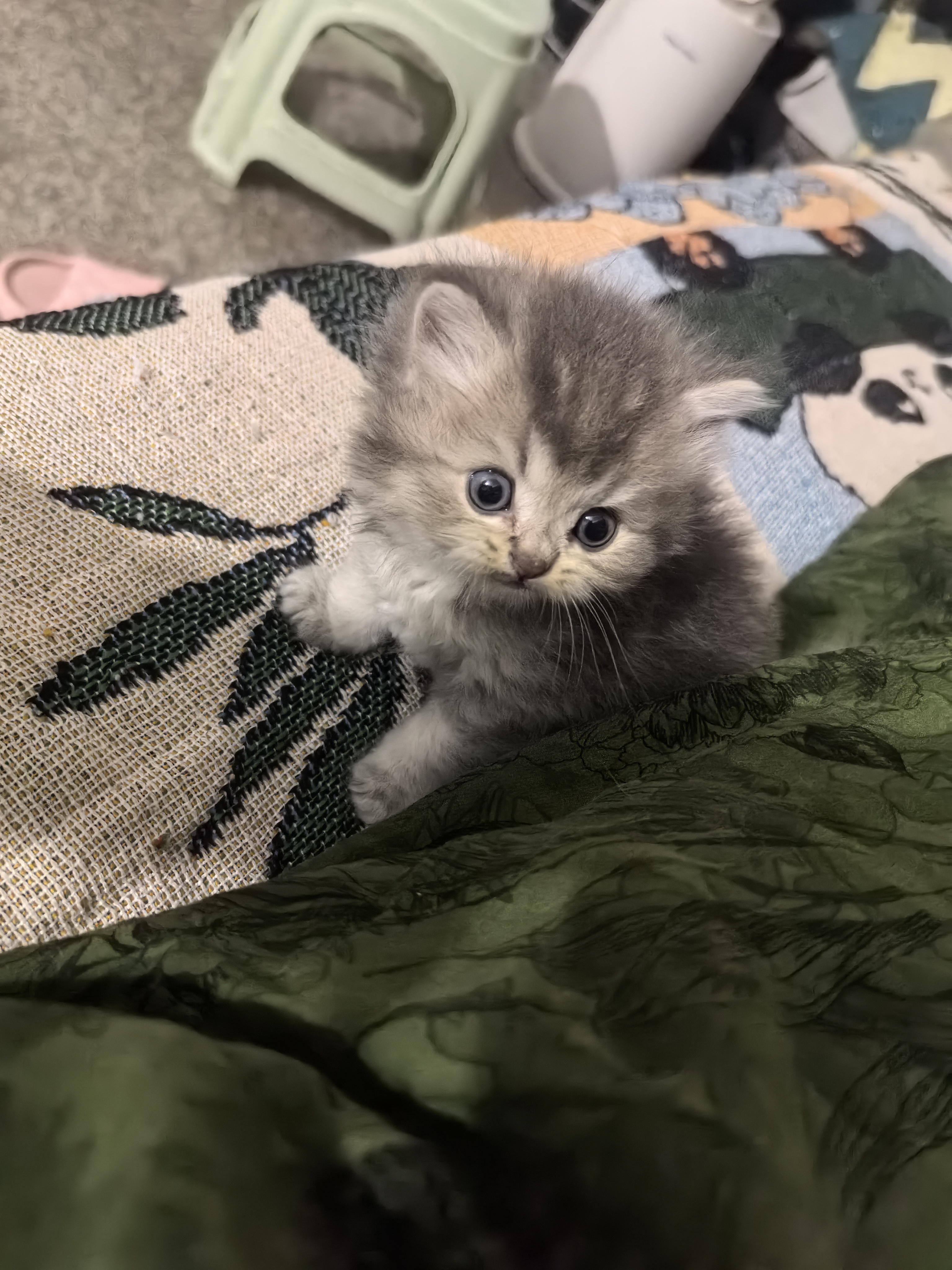 可爱的小猪咪